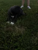 Yellow, a female Great Dane for sale in Webb City, MO – 3 of 10