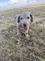 Green collar , a male Great Dane for sale in Webb City, MO – 2 of 9