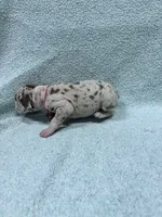 Pinky, a female Great Dane for sale in Webb City, MO – 6 of 10