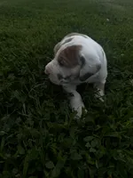 Green collar, a female Great Dane for sale in Webb City, MO – 7 of 8