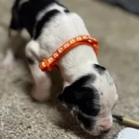 Orange collar , a male Great Dane for sale in Webb City, MO – 4 of 10