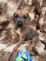 Pink collar , a female Great Dane for sale in Webb City, MO – 3 of 8