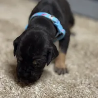 Turqoise, a male Great Dane for sale in Webb City, MO – 2 of 10