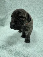Red collar, a male Great Dane for sale in Webb City, MO – 6 of 10