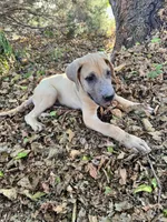 Fawn , a male Great Dane for sale in Webb City, MO – 3 of 10