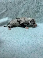 Purple, a female Great Dane for sale in Webb City, MO – 4 of 9