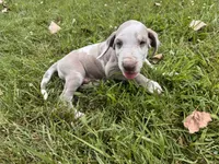Royal blue, a male Great Dane for sale in Webb City, MO – 4 of 10