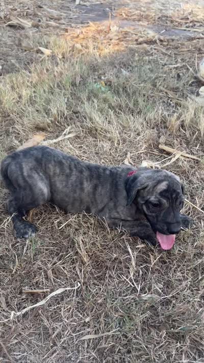 Red collar, a male Great Dane for sale in Webb City, MO – 10 of 10
