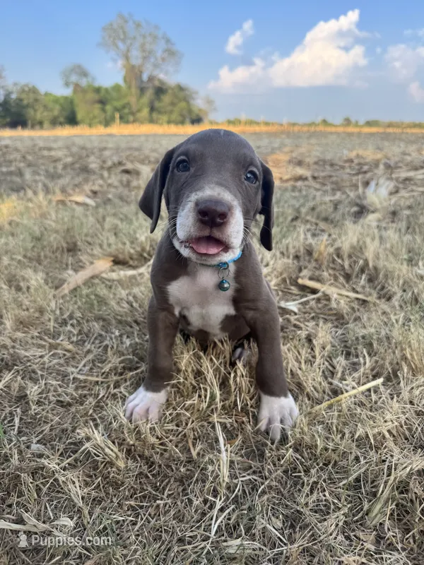 Turquoise – Great Dane puppy for sale in Webb City, MO