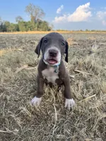 Turquoise, a male Great Dane for sale in Webb City, MO – 1 of 10