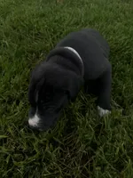 Gray collar, a male Great Dane for sale in Webb City, MO – 3 of 10