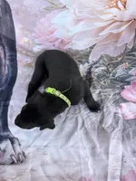 Green collar , a female Great Dane for sale in Webb City, MO – 7 of 10