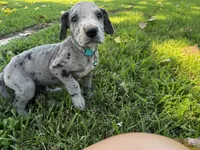 Teal, a female Great Dane for sale in Webb City, MO – 2 of 9