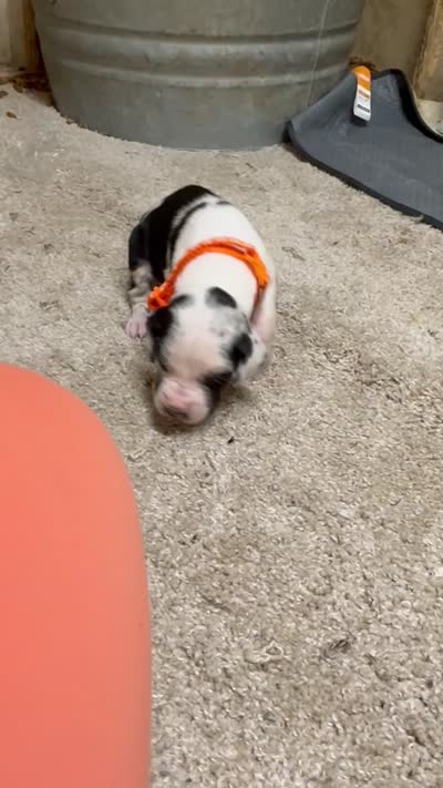 Orange collar , a male Great Dane for sale in Webb City, MO – 10 of 10
