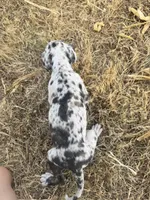 Purple, a female Great Dane for sale in Webb City, MO – 5 of 9