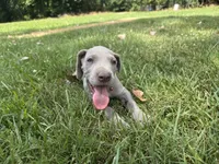 Red collar, a male Great Dane for sale in Webb City, MO – 5 of 8