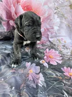 Pink collar, a female Great Dane for sale in Webb City, MO – 6 of 9