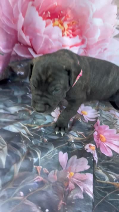 Pink collar, a female Great Dane for sale in Webb City, MO – 7 of 9
