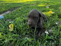 Purple collar , a female Great Dane for sale in Webb City, MO – 9 of 9