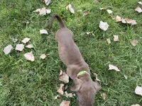 Lime green , a female Great Dane for sale in Webb City, MO – 4 of 10