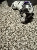 Purple collar / beautiful , a female Great Dane for sale in Webb City, MO – 2 of 7