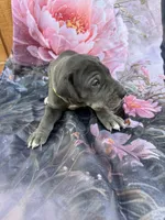 Yellow , a female Great Dane for sale in Webb City, MO – 7 of 9