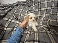 Lamb Chop, a female Maltipoo for sale in Saint Johns, MI – 7 of 10