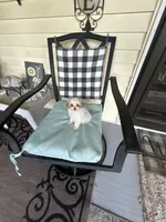 Lamb Chop, a female Maltipoo for sale in Saint Johns, MI – 9 of 10
