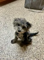 Mocha, a male Maltipoo for sale in Saint Johns, MI – 3 of 3