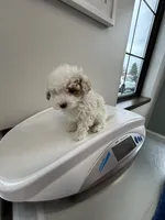 Lamb-ie, a male Maltipoo for sale in Saint Johns, MI – Photo 3 of 7