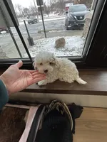 Lamb-ie, a male Maltipoo for sale in Saint Johns, MI – Photo 1 of 7