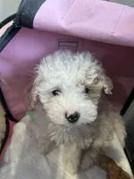 Lamb-ie, a male Maltipoo for sale in Saint Johns, MI – Photo 4 of 7