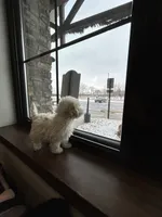 Lamb-ie, a male Maltipoo for sale in Saint Johns, MI – Photo 6 of 7