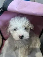 Lamb-ie, a male Maltipoo for sale in Saint Johns, MI – Photo 5 of 7