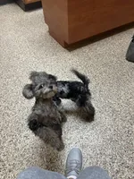 Merle Female, a female Maltipoo for sale in Saint Johns, MI – 8 of 9