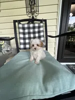 Lamb Chop, a female Maltipoo for sale in Saint Johns, MI – 6 of 10