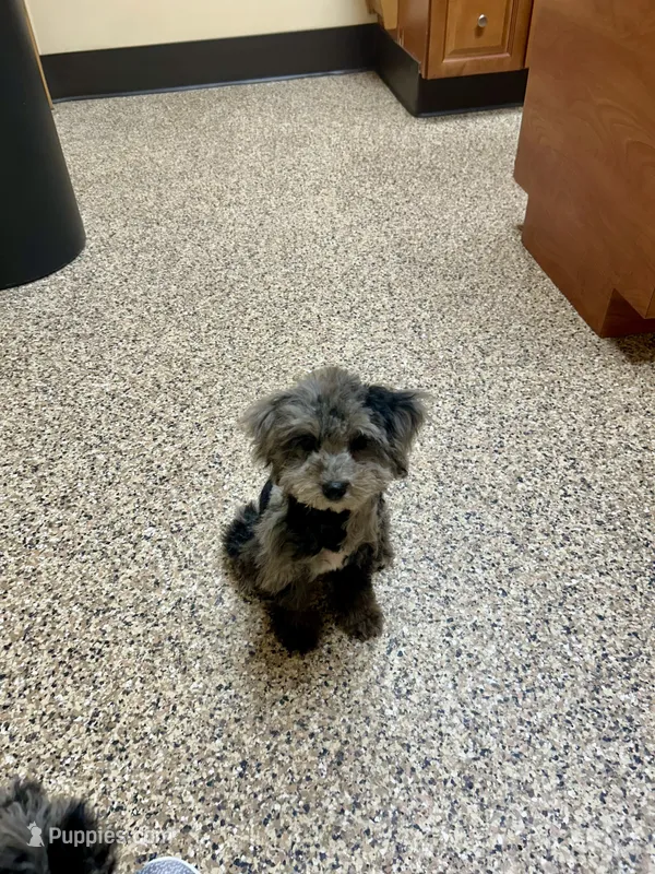 Merle Female – Maltipoo puppy for sale in Saint Johns, MI