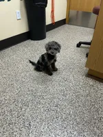 Mocha Maltipoo , a male Maltipoo for sale in Saint Johns, MI – 4 of 4
