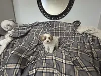 Pork Chop, a male Maltipoo for sale in Saint Johns, MI – 3 of 10