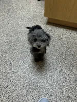 Mocha Maltipoo , a male Maltipoo for sale in Saint Johns, MI – 2 of 4