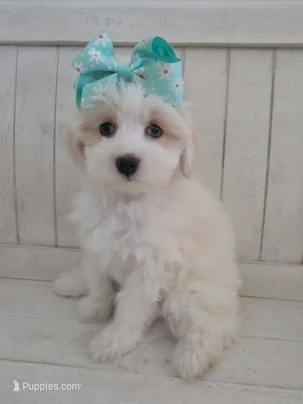 Pumpkin – Coton de Tulear, Poodle - Toy  puppy for sale in Saint Johns, MI