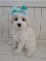 Pumpkin, a female Coton de Tulear and Poodle - Toy  for sale in Saint Johns, MI – 1 of 1