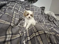 Pork Chop, a male Maltipoo for sale in Saint Johns, MI – 7 of 10