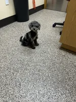Mocha Maltipoo , a male Maltipoo for sale in Saint Johns, MI – 3 of 4