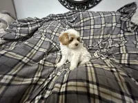 Pork Chop, a male Maltipoo for sale in Saint Johns, MI – 8 of 10