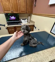 Merle Female, a female Maltipoo for sale in Saint Johns, MI – 3 of 9