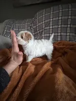 Peaches, a female Maltipoo for sale in Saint Johns, MI – Photo 4 of 8