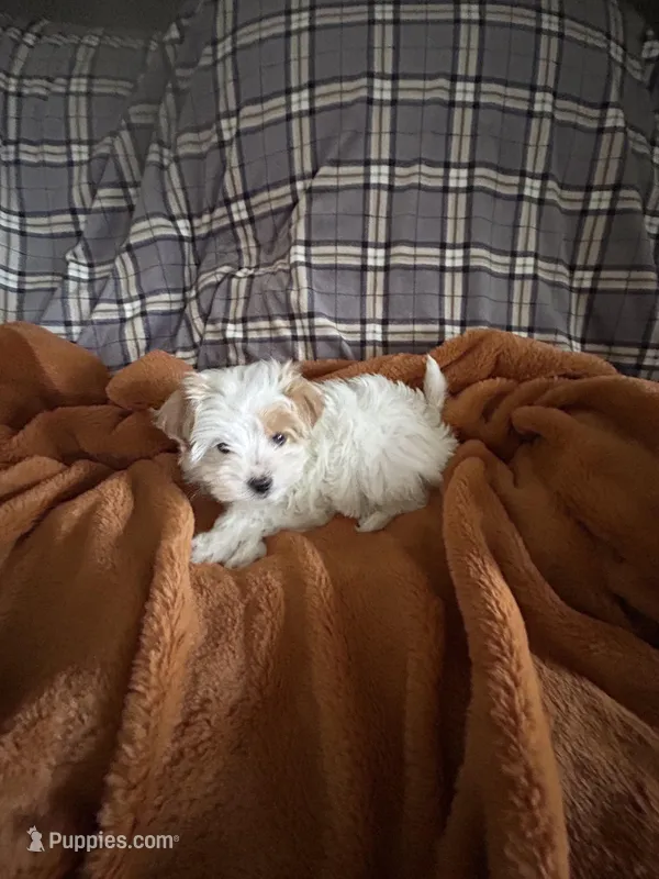 Peaches, a female Maltipoo for sale in Saint Johns, MI – Photo 1 of 8
