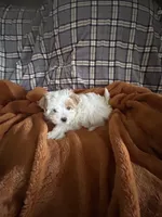 Peaches, a female Maltipoo for sale in Saint Johns, MI – Photo 1 of 8