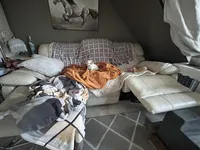 Peaches, a female Maltipoo for sale in Saint Johns, MI – Photo 8 of 8